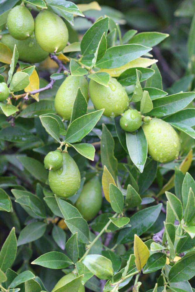             Fruit (Riverside, CA)   